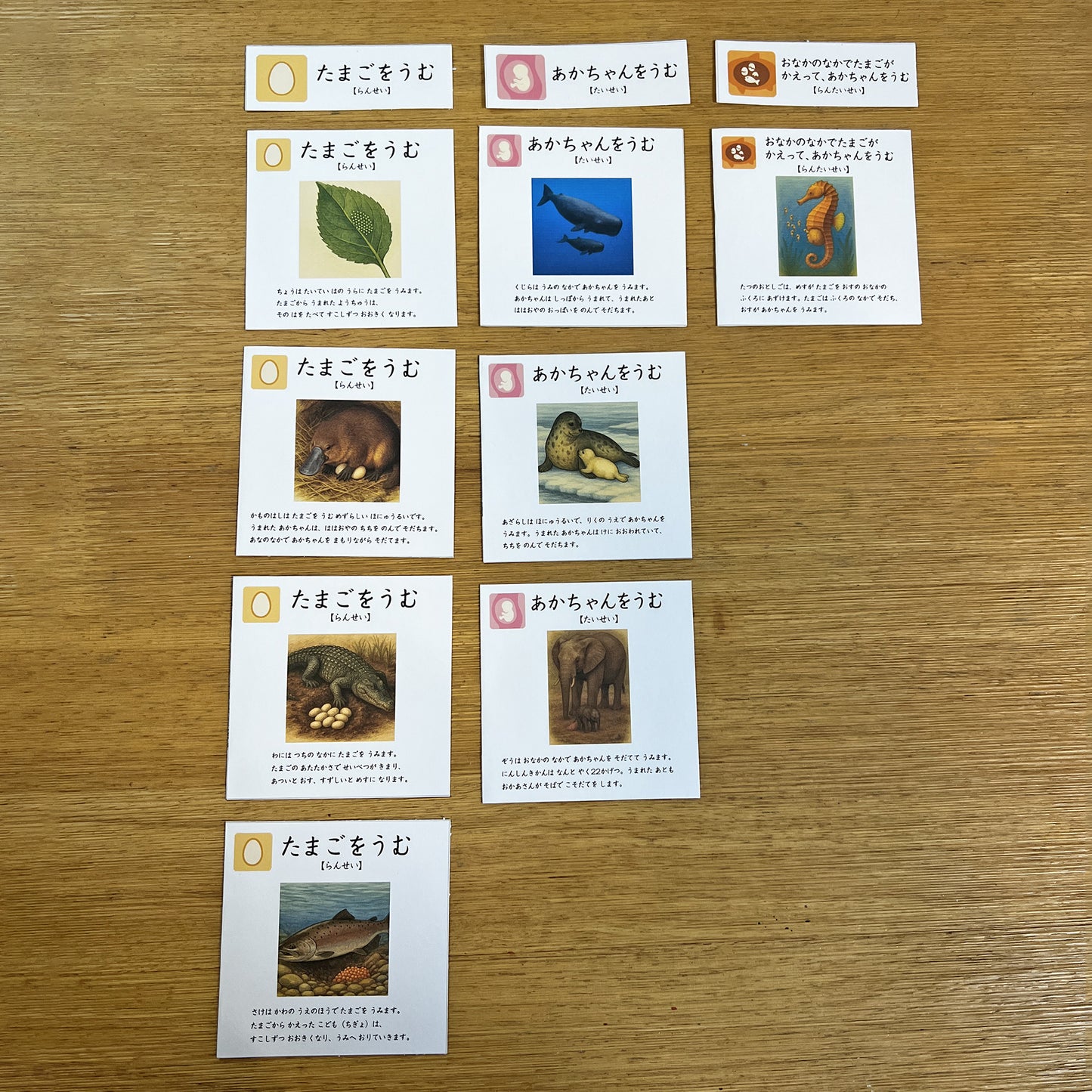 它们下蛋?还是生小宝宝?又或者……? / 动物繁殖方式分类卡片