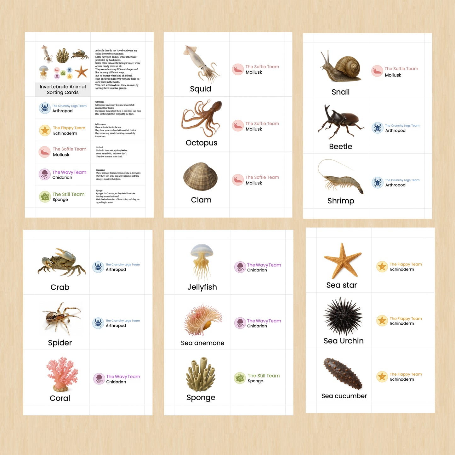 把无脊椎动物分成五类吧!|分类活动卡(包含日语和英语版本)