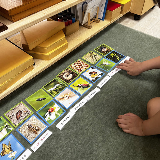 Larva and Adult (Metamorphosing Insects) Picture Cards