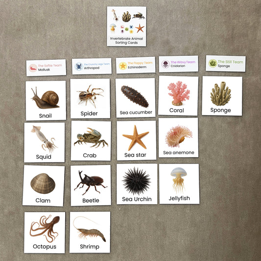 Let’s Sort Invertebrates into 5 Groups!|Classification Activity Cards (Includes Japanese & English Versions)