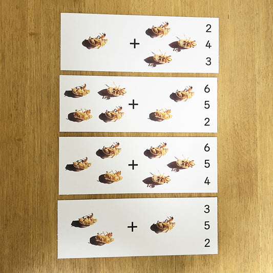 Addition Card - Cicada Shell