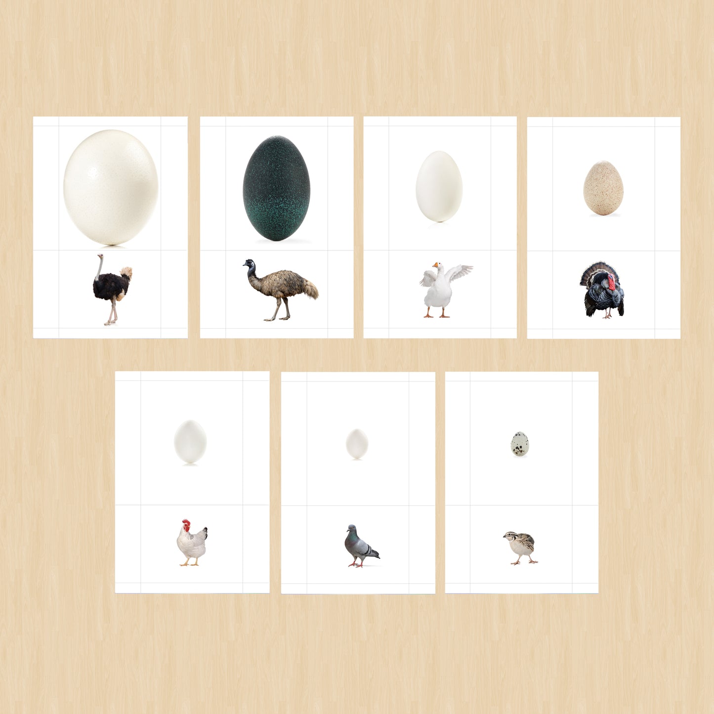 Tarjetas ilustradas de pájaros y sus huevos