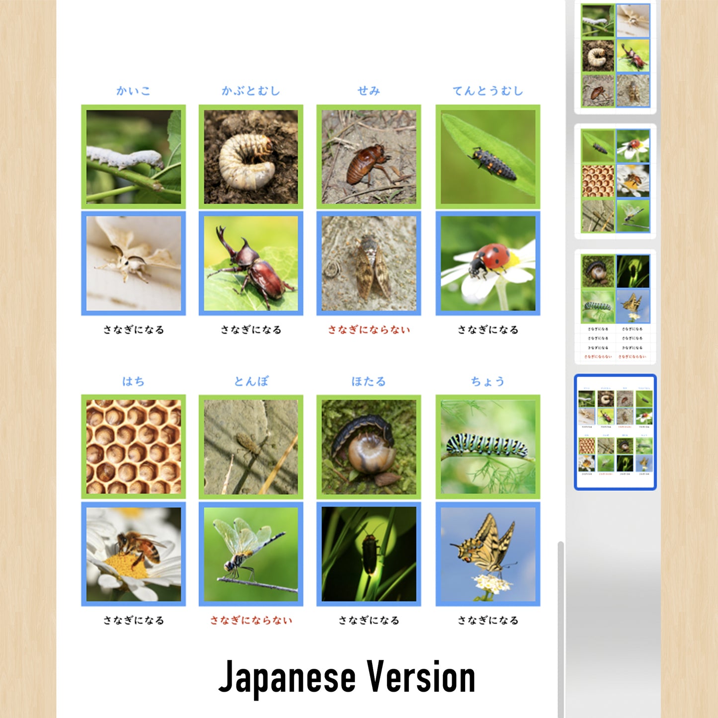 幼虫与成虫（发生变态的昆虫）Picture Cards