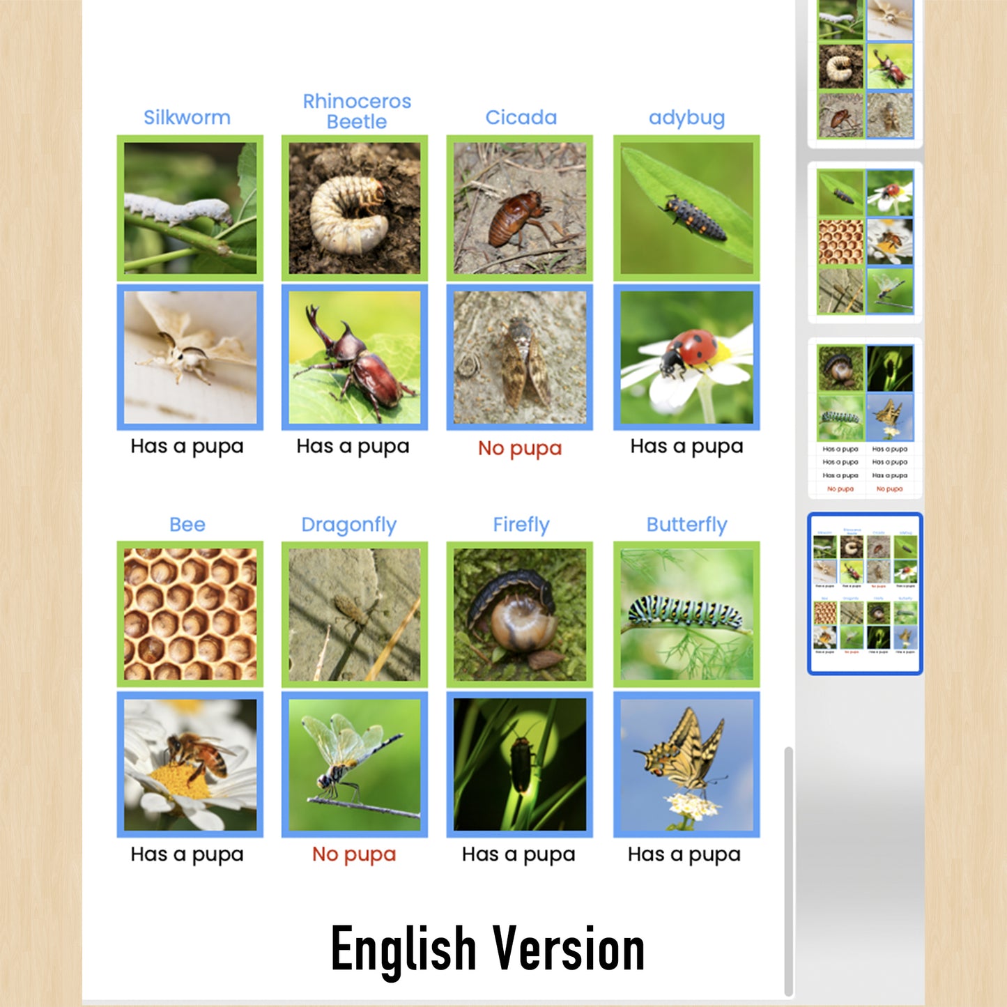 幼虫与成虫（发生变态的昆虫）Picture Cards