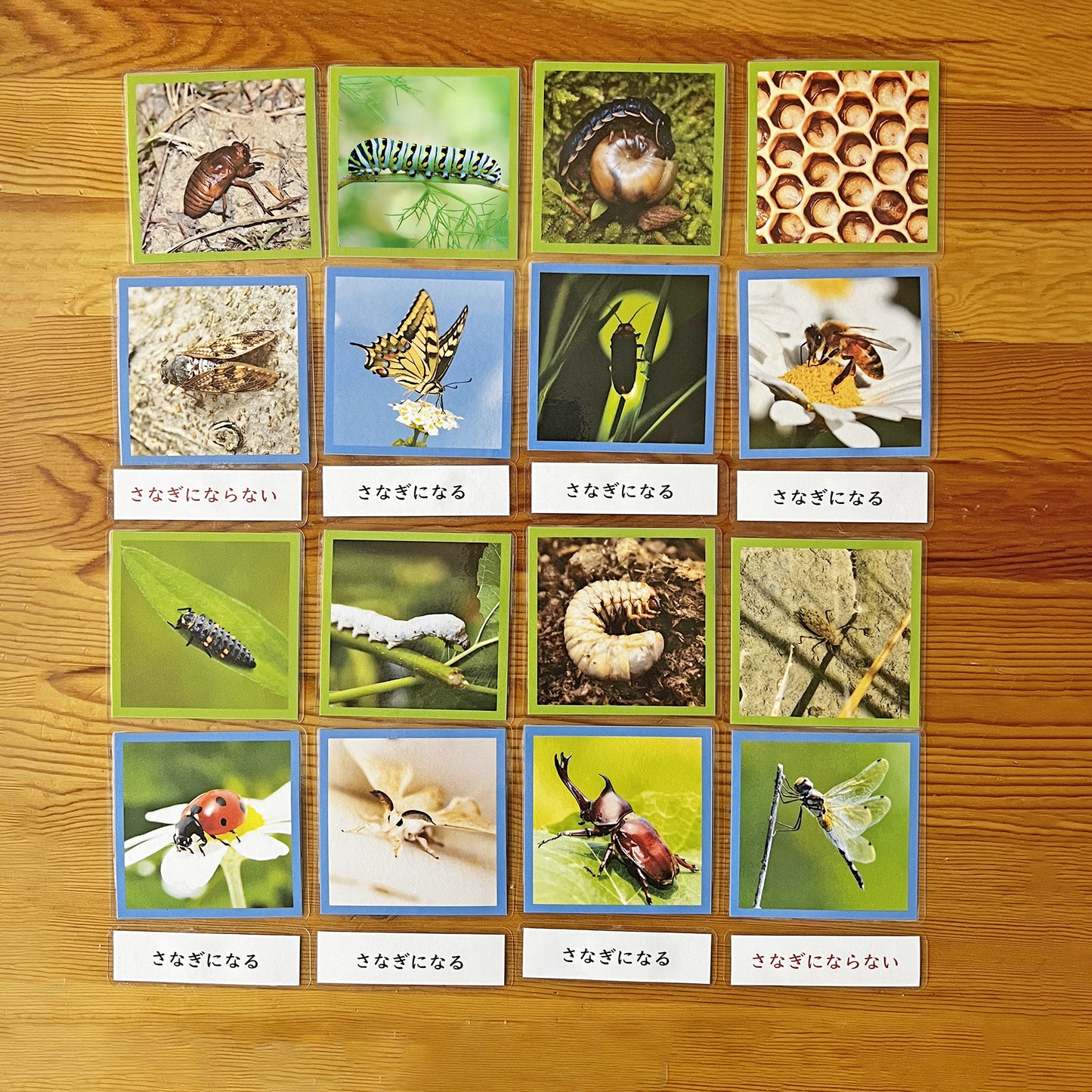 幼虫与成虫（发生变态的昆虫）Picture Cards