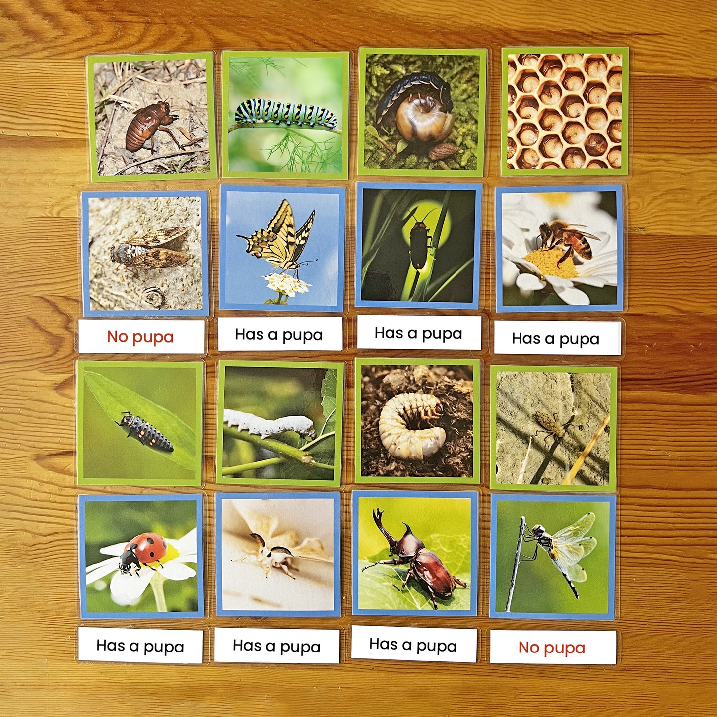 幼虫与成虫（发生变态的昆虫）Picture Cards