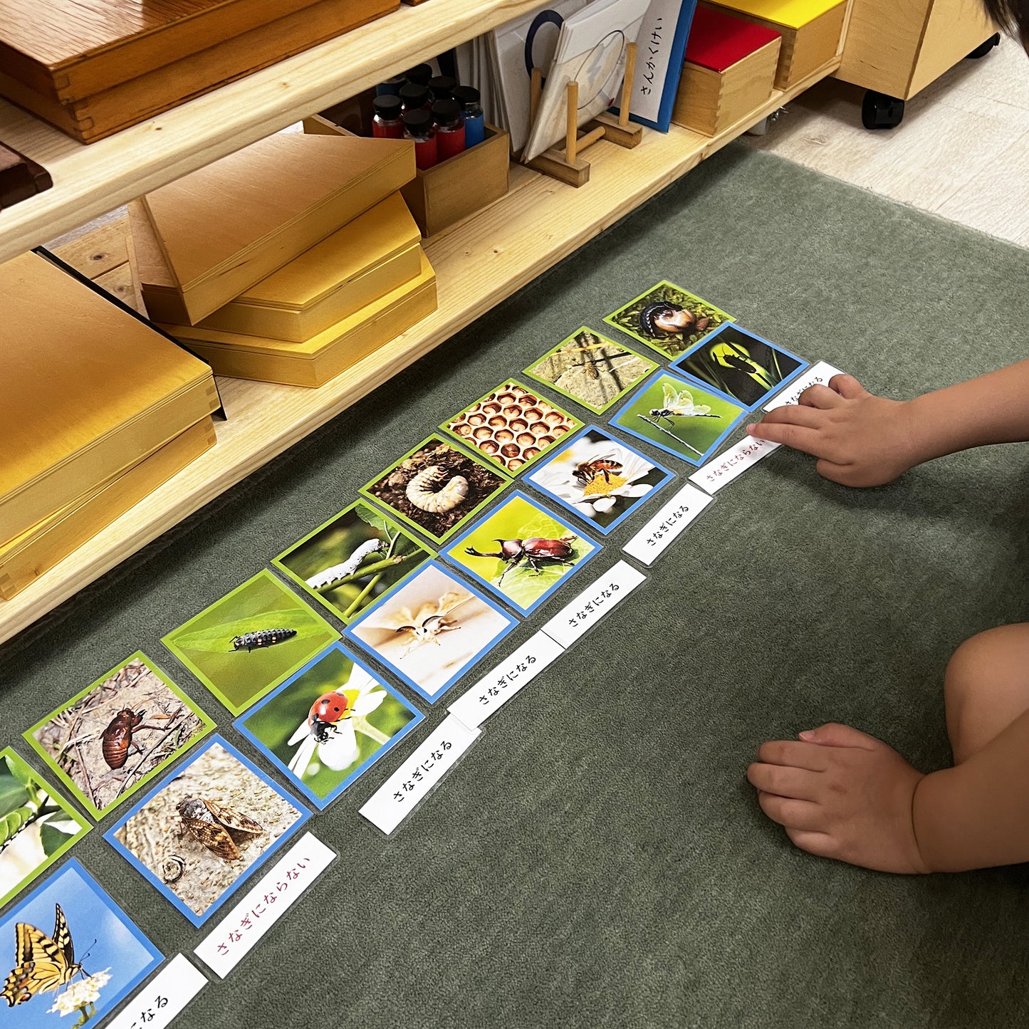 幼虫与成虫（发生变态的昆虫）Picture Cards