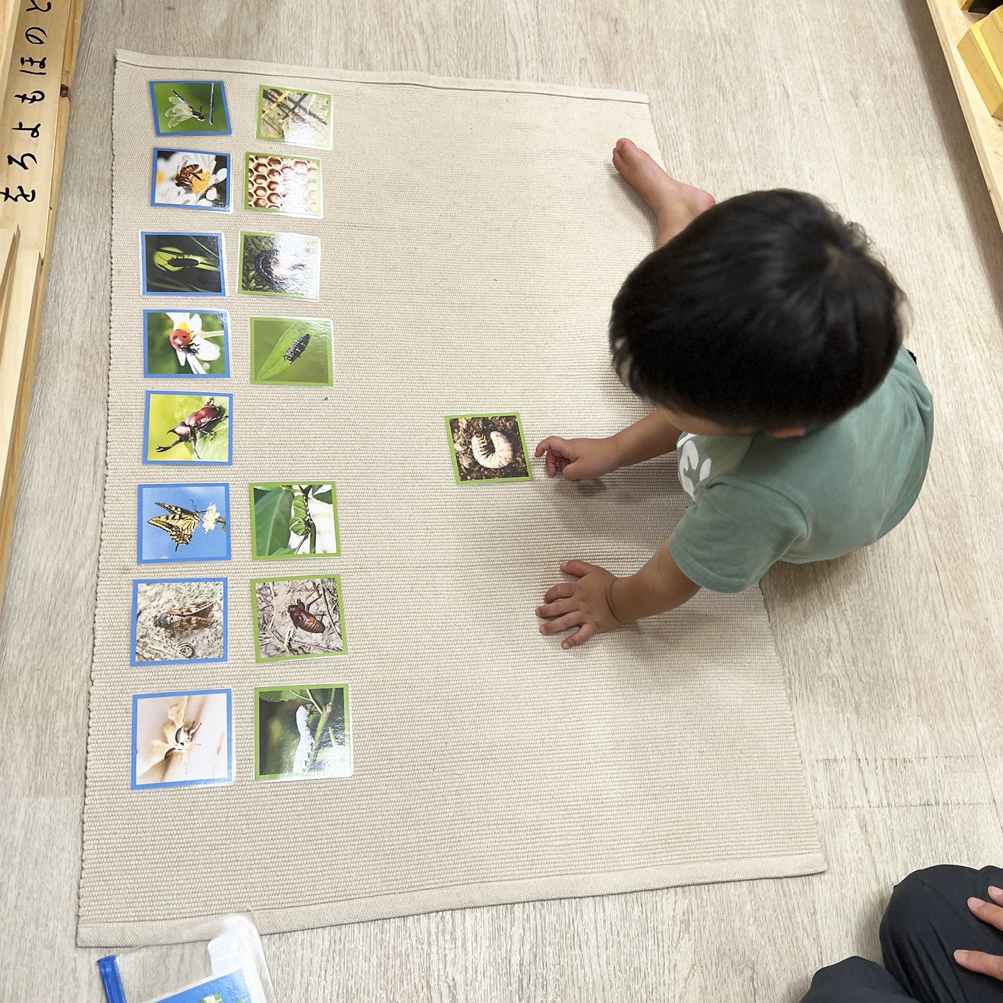 幼虫与成虫（发生变态的昆虫）Picture Cards