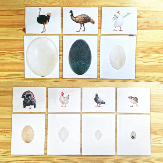 Tarjetas ilustradas de pájaros y sus huevos