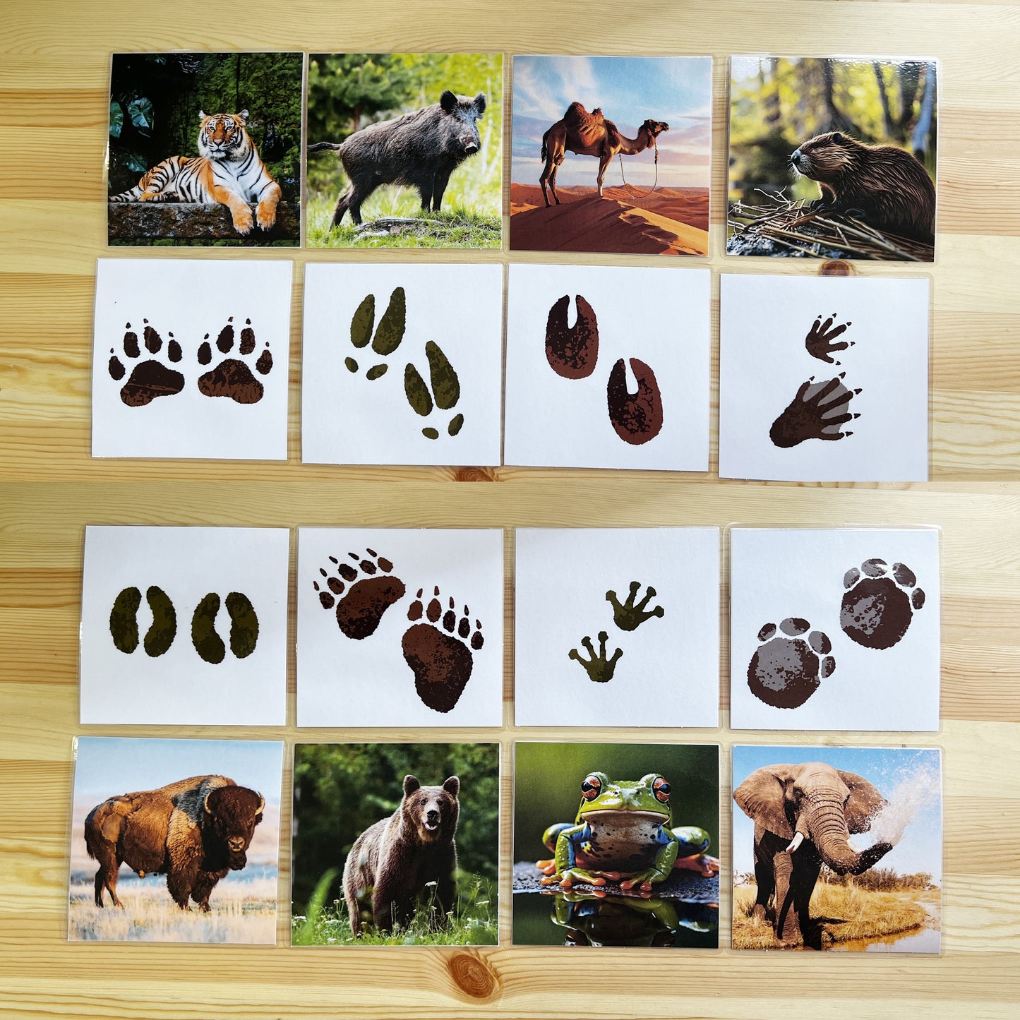 Cartes illustrées d’empreintes d’animaux (éducation culturelle)